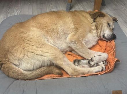 Treue Hundeseele Silvana