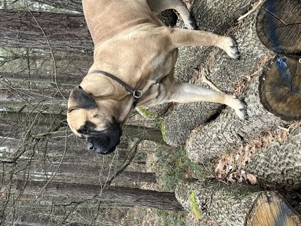 Bullmastiff-Hündin