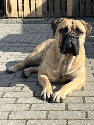 Bullmastiff-Hündin