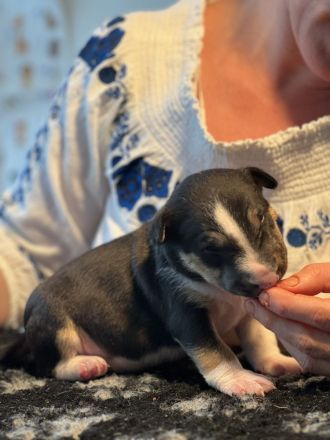 Miniatur Bullterrier FCI Vanilla Bulls