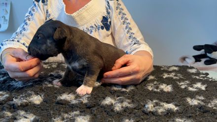 Miniatur Bullterrier FCI Vanilla Bulls