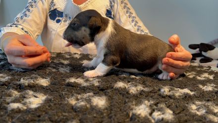 Miniatur Bullterrier FCI Vanilla Bulls