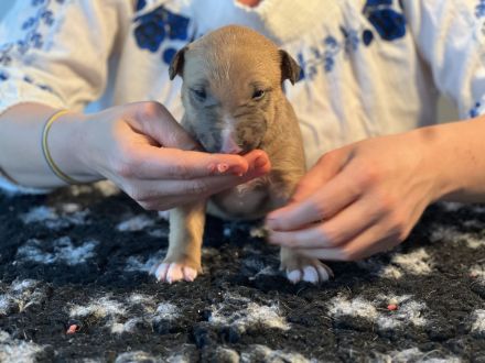 Miniatur Bullterrier FCI Vanilla Bulls