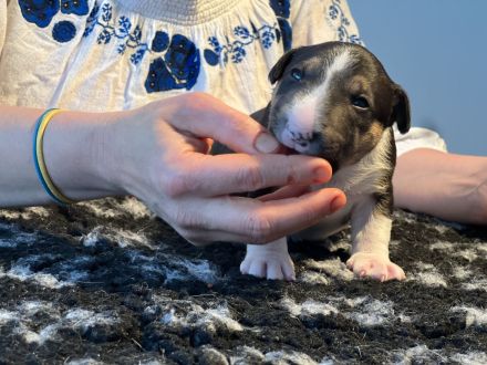 Miniatur Bullterrier FCI Vanilla Bulls
