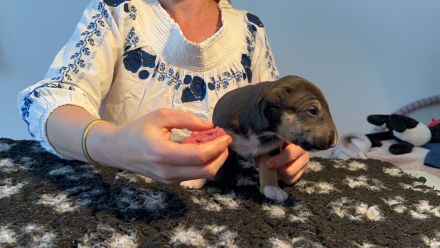 Miniatur Bullterrier FCI Vanilla Bulls