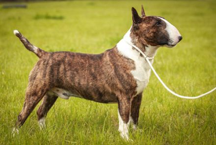 Miniatur Bullterrier FCI Vanilla Bulls