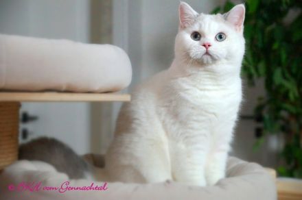 Britischkurzhaarkaterchen mit Stammbaum