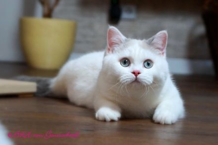 Britischkurzhaarkaterchen mit Stammbaum