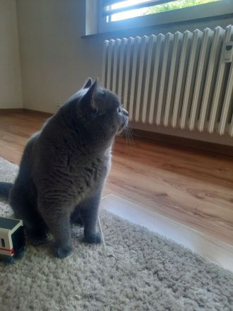 BKH Kater BLUE (junge Deckkater),  geimpft, hat BLUTGRUPPE A. Nicht verkauft