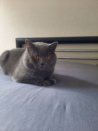 BKH Kater BLUE (junge Deckkater),  geimpft, hat BLUTGRUPPE A. Nicht verkauft