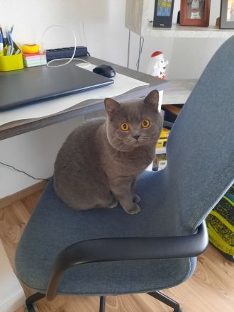 BKH Kater BLUE (junge Deckkater),  geimpft, hat BLUTGRUPPE A. Nicht verkauft