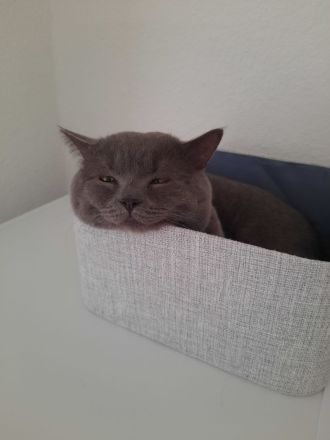 BKH Kater BLUE (junge Deckkater),  geimpft, hat BLUTGRUPPE A. Nicht verkauft