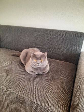 BKH Kater BLUE (junge Deckkater),  geimpft, hat BLUTGRUPPE A. Nicht verkauft