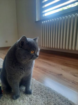 BKH Kater BLUE (junge Deckkater),  geimpft, hat BLUTGRUPPE A. Nicht verkauft