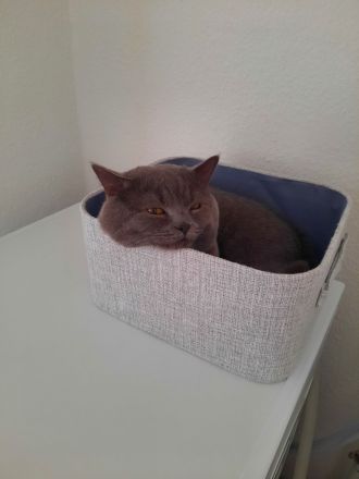 BKH Kater BLUE (junge Deckkater),  geimpft, hat BLUTGRUPPE A. Nicht verkauft