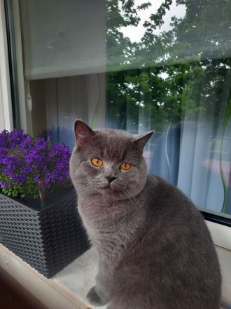 BKH Kater BLUE (junge Deckkater),  geimpft, hat BLUTGRUPPE A. Nicht verkauft