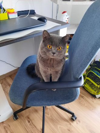 BKH Kater BLUE (junge Deckkater),  geimpft, hat BLUTGRUPPE A. Nicht verkauft