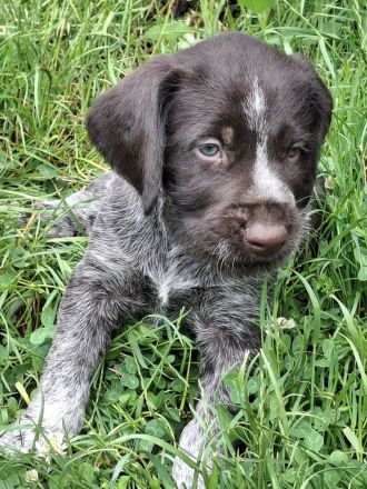 Deutsch-Drahthaar- Welpen