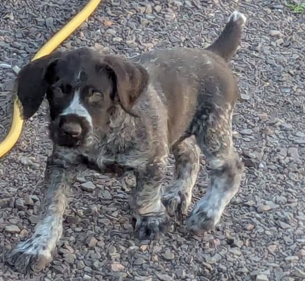 Deutsch-Drahthaar- Welpen