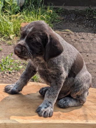 Deutsch-Drahthaar- Welpen