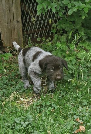 Deutsch-Drahthaar- Welpen