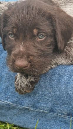 Deutsch-Drahthaar- Welpen