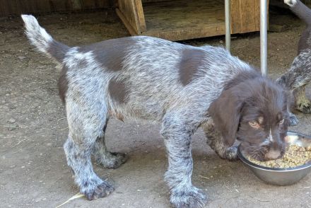 Deutsch-Drahthaar- Welpen