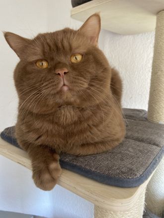 Cappuccino of Charming Brits (Cinnamon)