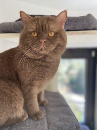 Cappuccino of Charming Brits (Cinnamon)