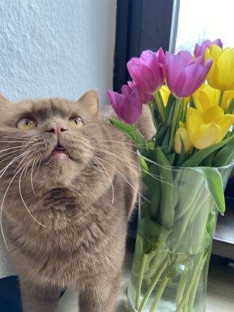 Cappuccino of Charming Brits (Cinnamon)