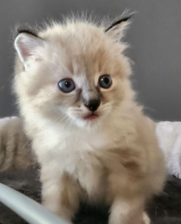 sibirische Neva Masquarade Kitten