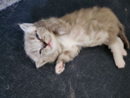 sibirische Neva Masquarade Kitten