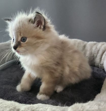 sibirische Neva Masquarade Kitten