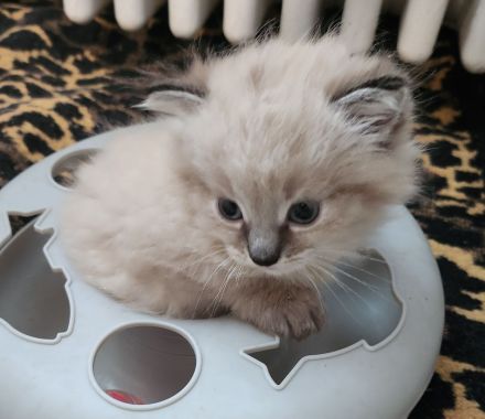 sibirische Neva Masquarade Kitten