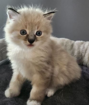 sibirische Neva Masquarade Kitten