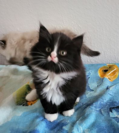 Reinrassige sibirische Katzen, Neva Masquarade Kitten