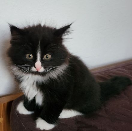 Reinrassige sibirische Katzen, Neva Masquarade Kitten