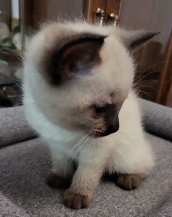 sibirische Katzen, Neva Masquarade Kitten