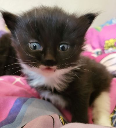 sibirische Katzen, Neva Masquarade Kitten