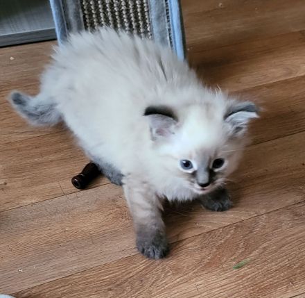 Reinrassige sibirische Katzen, Neva Masquarade Kitten