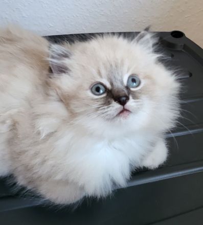 Reinrassige sibirische Katzen, Neva Masquarade Kitten