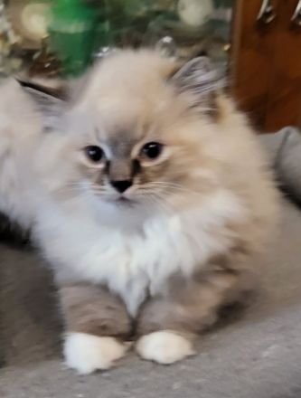 Reinrassige sibirische Katzen, Neva Masquarade Kitten