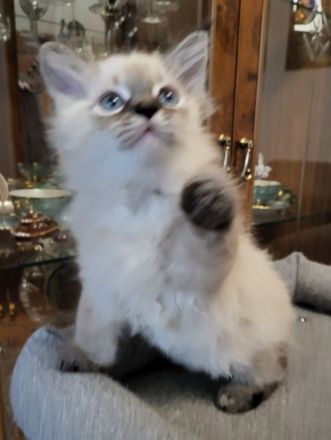 Reinrassige sibirische Katzen, Neva Masquarade Kitten