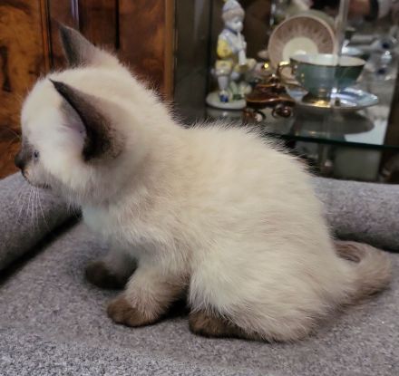 sibirische Katzen, Neva Masquarade Kitten