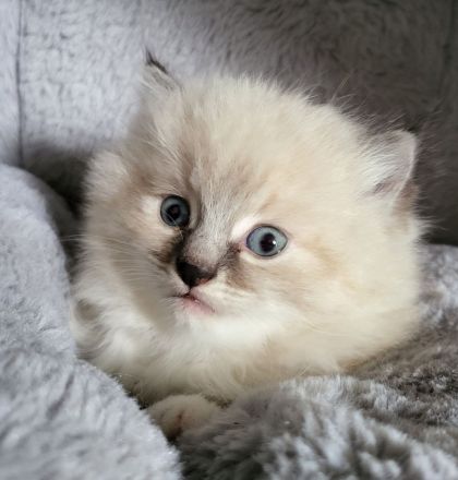 Reinrassige sibirische Katzen, Neva Masquarade Kitten