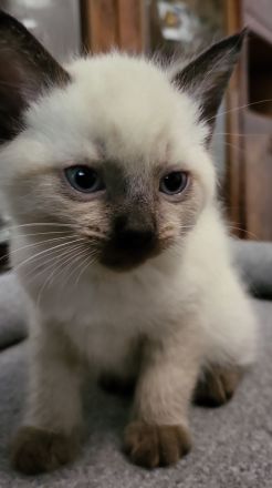 sibirische Katzen, Neva Masquarade Kitten