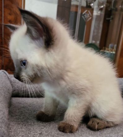 sibirische Katzen, Neva Masquarade Kitten