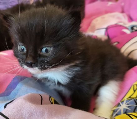 sibirische Katzen, Neva Masquarade Kitten