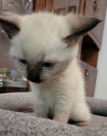 sibirische Katzen, Neva Masquarade Kitten