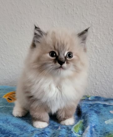 Reinrassige sibirische Katzen, Neva Masquarade Kitten